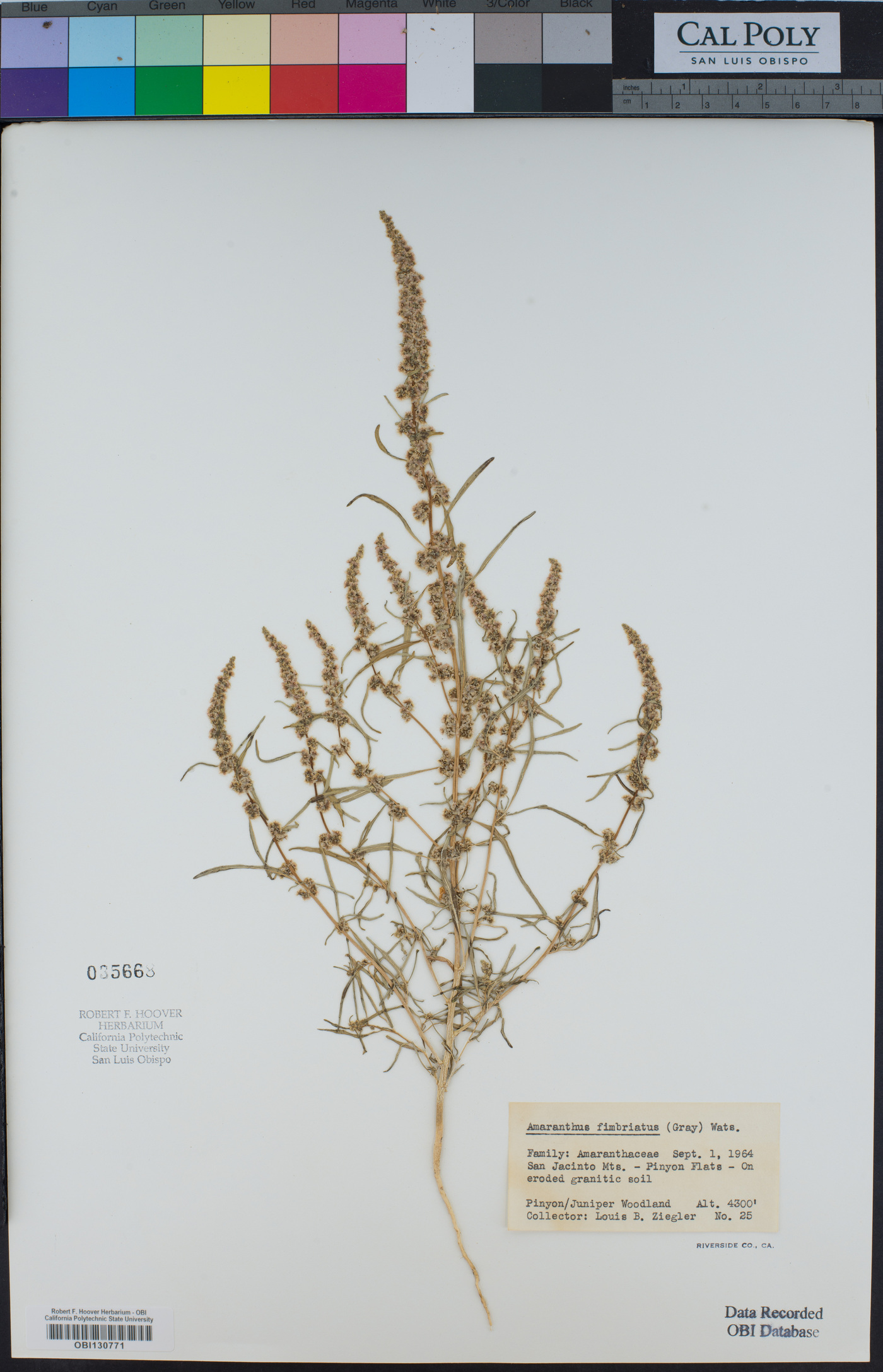 Amaranthus fimbriatus image