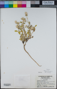 Image of Gomphrena celosioides