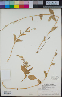 Iresine heterophylla image