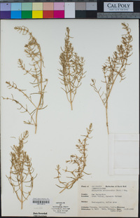 Nitrophila occidentalis image