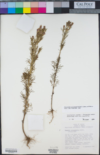 Tagetes coronopifolia image