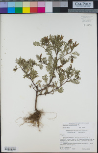 Image of Tagetes foetidissima