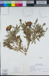 Tagetes patula image