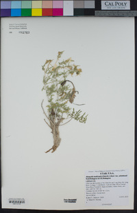 Mentzelia multicaulis var. uintahensis image