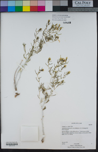 Mentzelia multicaulis var. uintahensis image