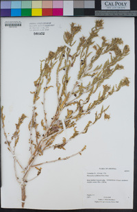 Mentzelia multiflora image