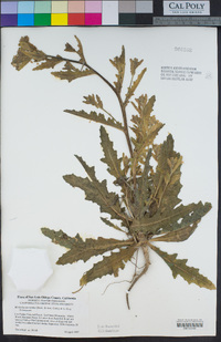 Mentzelia micrantha image