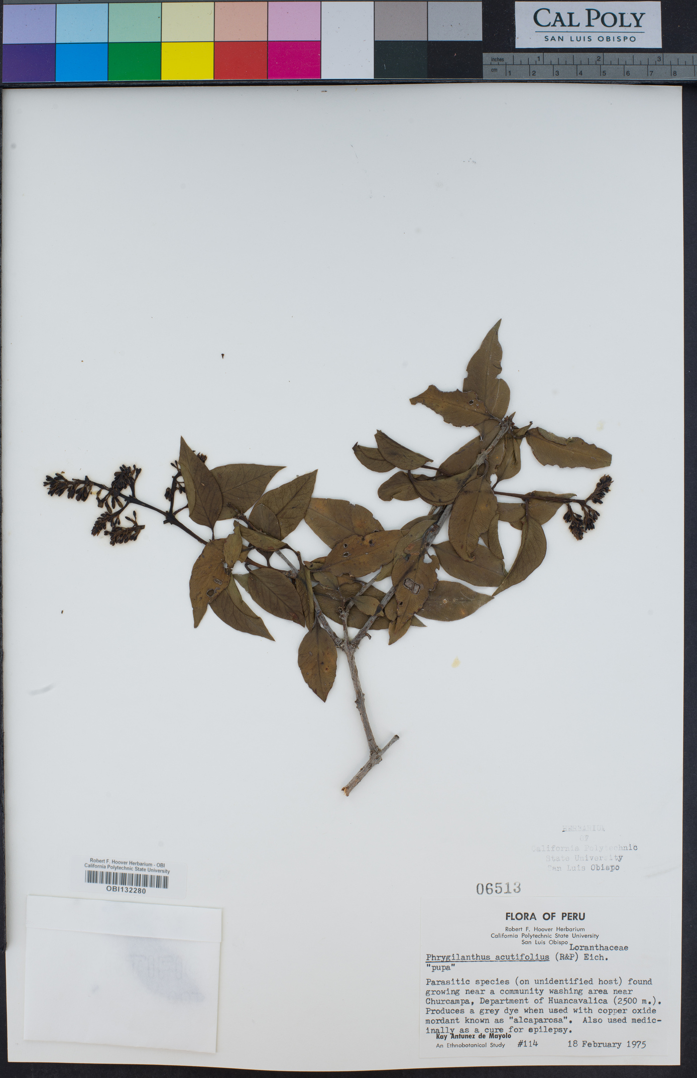 Phrygilanthus acutifolius image