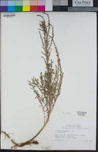 Lythrum californicum image