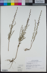 Lythrum californicum image