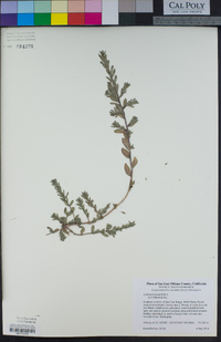 Lythrum hyssopifolia image