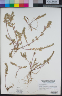 Lythrum hyssopifolia image