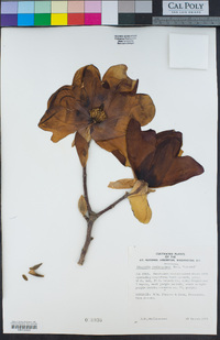 Magnolia soulangeana image