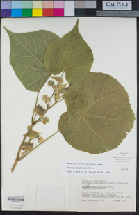 Abutilon theophrasti image