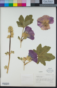 Alcea rosea image