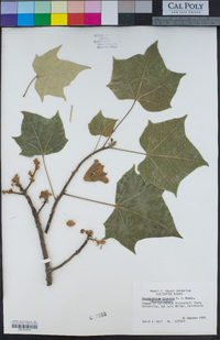 Brachychiton discolor image