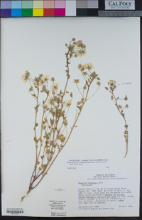 Eremalche parryi subsp. kernensis image