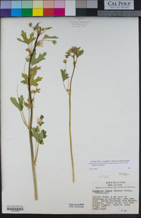 Eremalche parryi subsp. kernensis image