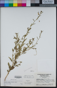 Hermannia modesta image