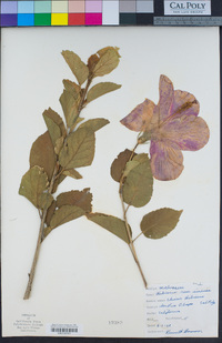 Hibiscus rosa-sinensis image