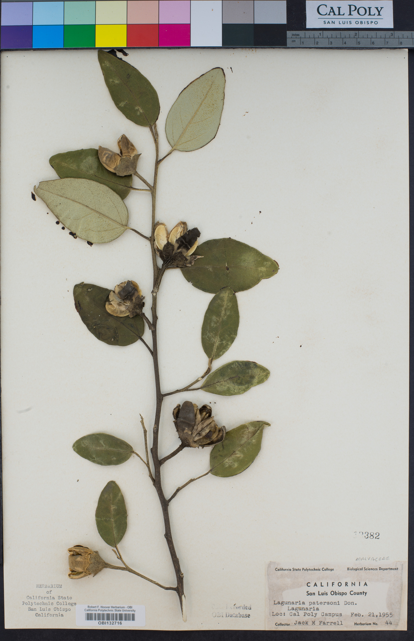 Lagunaria patersonii image