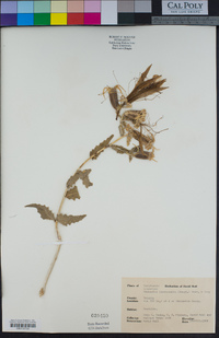 Mentzelia laevicaulis image