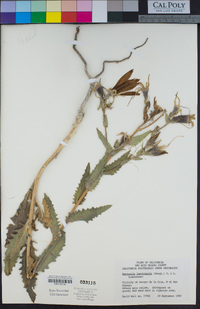 Mentzelia laevicaulis image