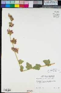 Malacothamnus fasciculatus var. fasciculatus image