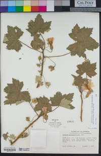 Malva assurgentiflora image