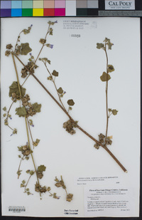 Malva pseudolavatera image