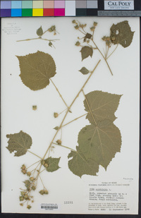 Sida cordifolia image