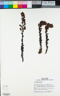 Monotropa hypopitys image