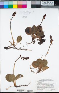 Pyrola asarifolia image