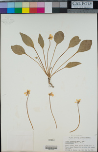 Viola praemorsa image