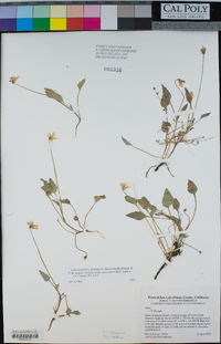 Viola purpurea image