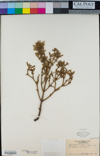 Phoradendron bolleanum image