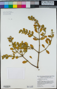 Phoradendron leucarpum image