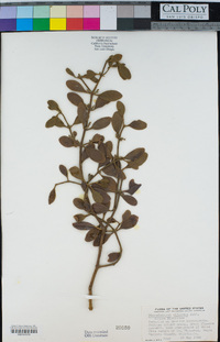 Phoradendron leucarpum subsp. tomentosum image