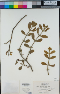 Phoradendron leucarpum subsp. tomentosum image