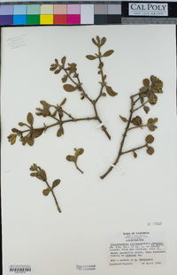 Phoradendron leucarpum subsp. tomentosum image