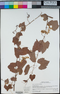 Vitis arizonica image