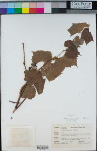 Vitis arizonica image