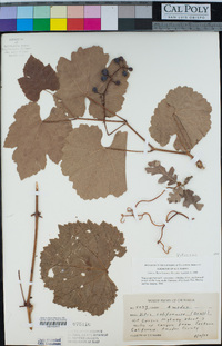 Vitis californica image