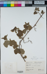 Vitis vulpina subsp. riparia image