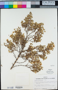 Larrea tridentata image