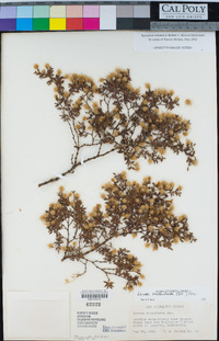 Larrea tridentata image