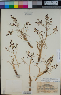 Chlorogalum purpureum var. reductum image