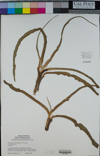 Chlorogalum pomeridianum image