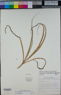 Chlorogalum pomeridianum image