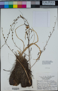 Chlorogalum pomeridianum var. pomeridianum image